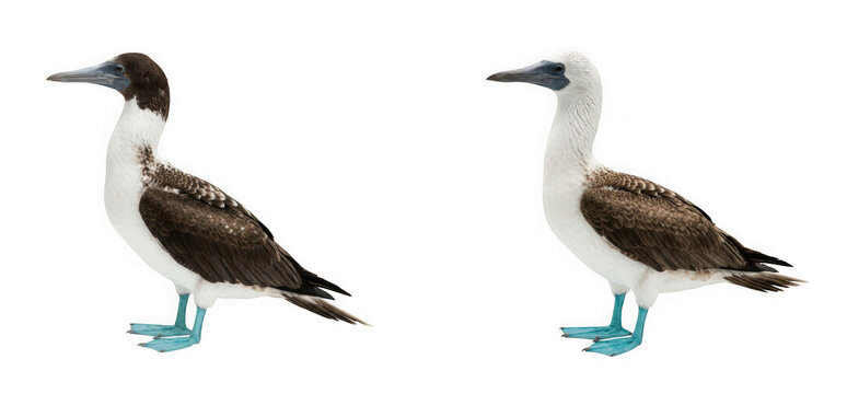 Two blue footed booby seabirds standing profile view isolated on transparent background