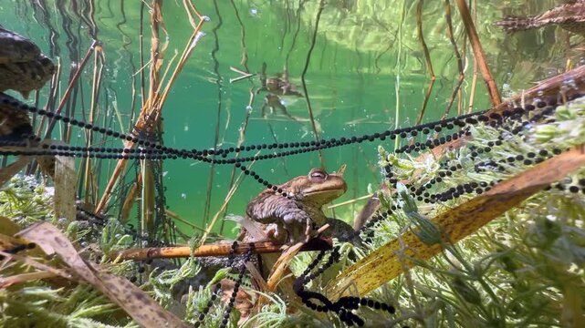Male Common Toad (Bufo bufo) without a mate at the bottom of the clear water lake in Estonia.