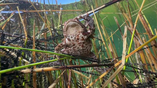 Pair of Common Toads (Bufo bufo) entangled in aquatic plants with egg string, Estonia.