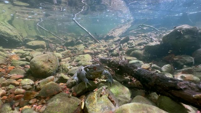 Lonely Male Common Toad (Bufo bufo) at the bottom of a clear-water stream during breeding season. Estonia.