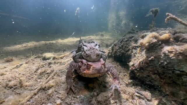 Male Common Toad (Bufo bufo) on a female in amplexus at the bottom of a clear-water stream, Estonia.