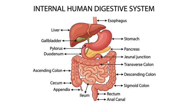 Labeled illustration of internal human digestive system and major abdominal