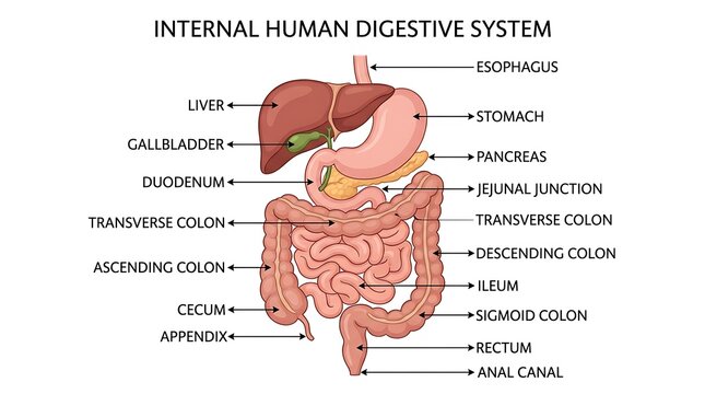 Detailed educational illustration of internal human digestive system anatomy