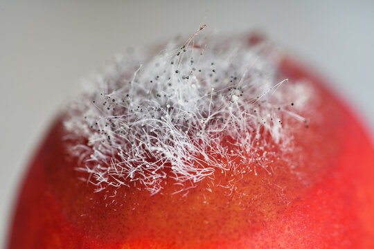 Schimmeliges Obst, Nahaufnahme von Schimmel an einer Nektarine.