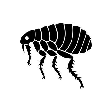 Flea Insect Icon