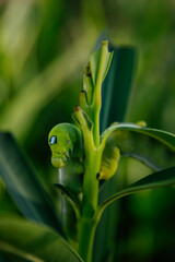 Oleander hawk-moth caterpillar feeding on oleander leaves.  © belyaaa