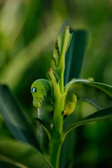 Oleander hawk-moth caterpillar feeding on oleander leaves.  © belyaaa