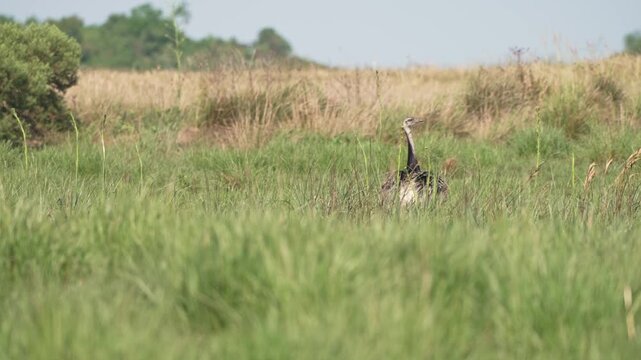 Greater rhea stands alert amid tall green grass in open countryside, with soft breeze moving the vegetation in a quiet daytime scene.
