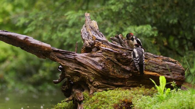 Pair of great spotted woodpeckers perched on fallen log beside woodland pond, hopping and eating