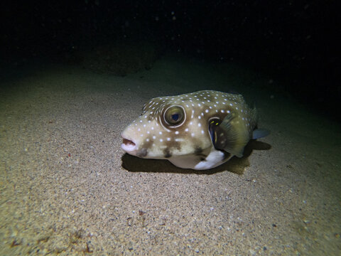 Whitespotted pufferfish mauritius