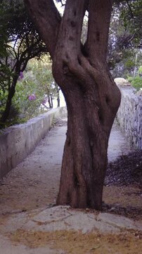 Trees growing from asphalt path to the beach