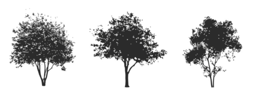 Vector set of tree shadows in elevation view - isolated on transparent background