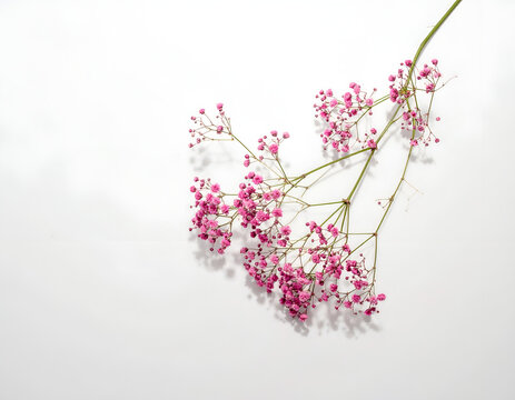 Delicate Pink Babys Breath Flowers on a Clean White Background.