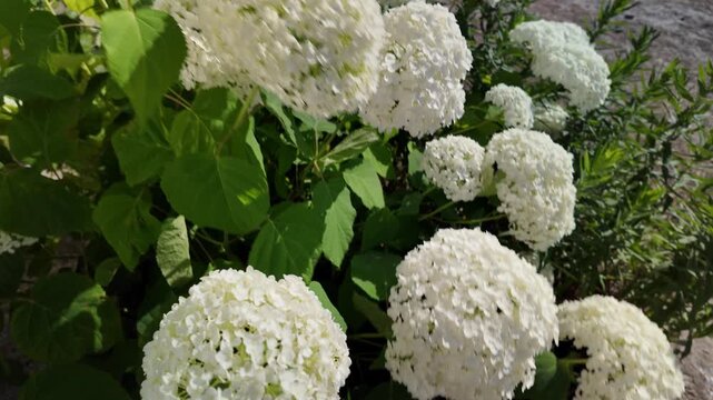 Stunning white hydrangea flowers blooming gracefully in the bright sunny garden next to the concrete steps. This gorgeous cinematic nature video is captured in stunning 4K 24fps with Motion Blur.