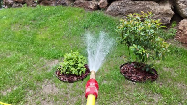 annaffiare prato fiori bagnare acqua 