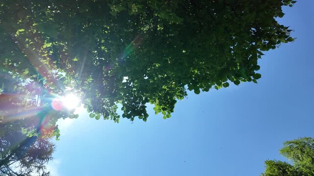 alberi estate foglie sole aria fresco 