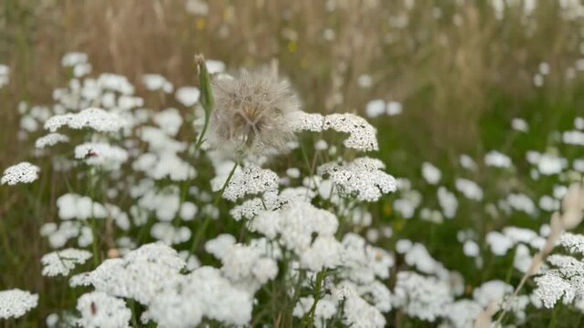 Bocksbart-Pusteblume vor bl&uuml;hender Schafgarbe auf sommerlicher Wildblumenwiese | Hochformat