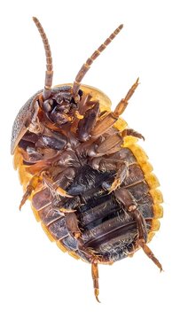 A close-up of a brown insect with six legs on white background