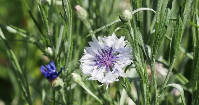 (Centaurea cyanus) Close-up of a double white cornflower adorned with purple stamens at the top of a hairy stem
