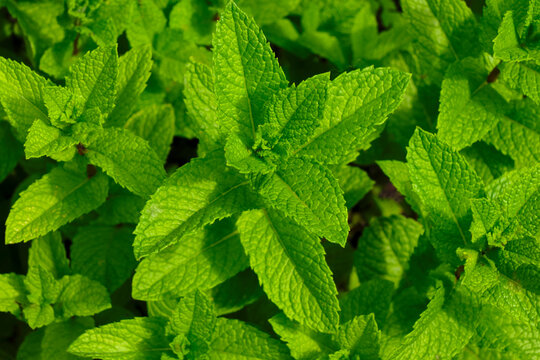 A detailed closeup view of fresh, bright green moroccan mint or Mentha leaves with visible veins and serrated edges, highlighting their natural texture and vitality