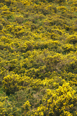 Obraz premium Flowering Yellow Gorse Bushes Covering Hillside in Spring Peak District