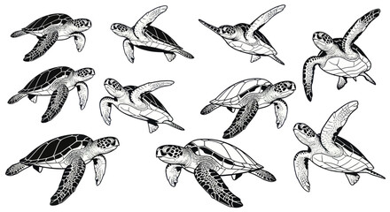 Set of sea turtles swimming in various poses with detailed line art © Tyasa