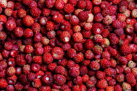 Fresh wild strawberries background, closeup. Full frame top view of ripe organic wild strawberries background texture representing summer harvest, healthy eating and sweet natural dessert ingredients