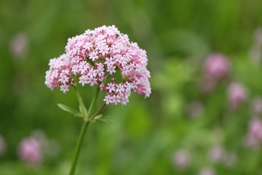 A cluster of small pink-white valerian flowers sways on a slender stem against a soft green background.