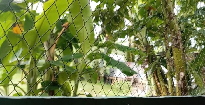 Tropical bird perched on green foliage behind wire mesh fence