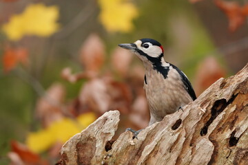 Obraz premium Portrait of a great spotted woodpecker. Dendrocopos major