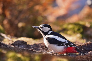 Obraz premium A female great spotted woodpecker sits on the ground and looks for food. Portrait of a great spotted woodpecker. Dendrocopos major