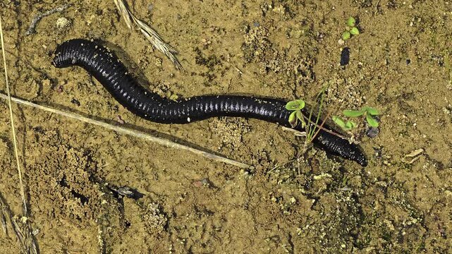 Extreme macro view of medicinal leech moving across damp soil with detailed anatomy and natural locomotion in close focus