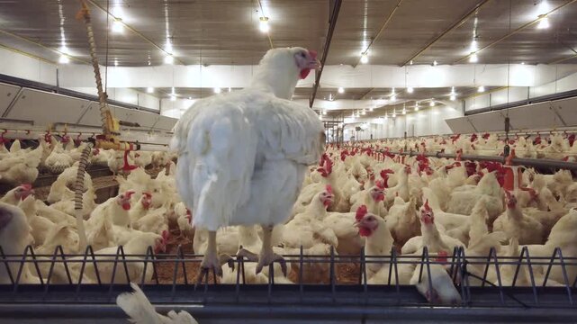 Large flock of white broiler chickens raised inside a modern commercial poultry house equipped with automated feeding and drinking systems. Intensive poultry farming operation designed for efficient 