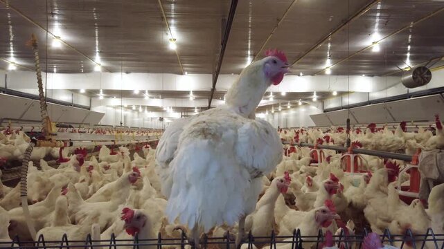 Large flock of white broiler chickens raised inside a modern commercial poultry house equipped with automated feeding and drinking systems. Intensive poultry farming operation designed for efficient 