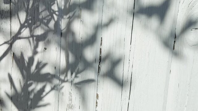 Plant Leaf Shadow White Wood Wall Wide Video Natural Light Motion Summer

