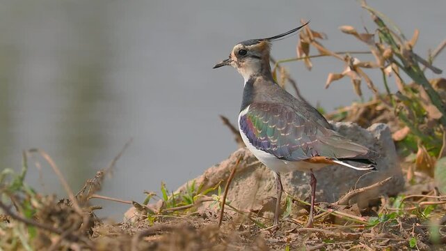 Close up of a northern lapwing bird with a distinctive crest standing on the ground near a water body