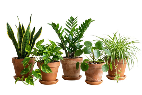 Five potted houseplants in terracotta pots, snake plant pothos ZZ plant pilea spider plant, indoor greenery collection isolated