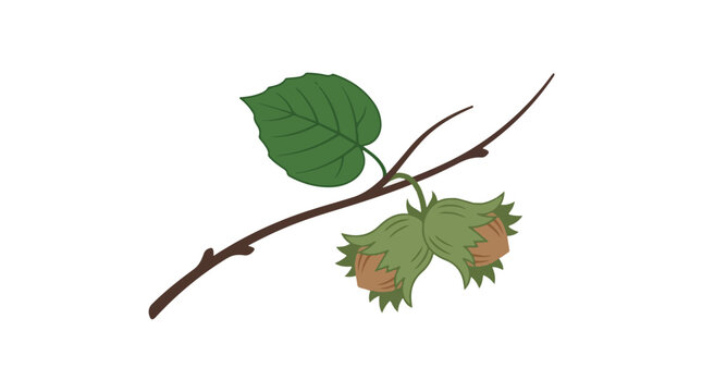 Illustration of hazelnut branch with leaves and nuts on white background