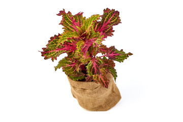 Naklejka premium Colorful Coleus Plant in a Burlap Pot on White Background
