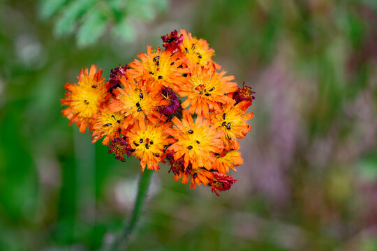 Orangerotes Habichtskraut (Hieracium aurantiacum ) mit Insekten
