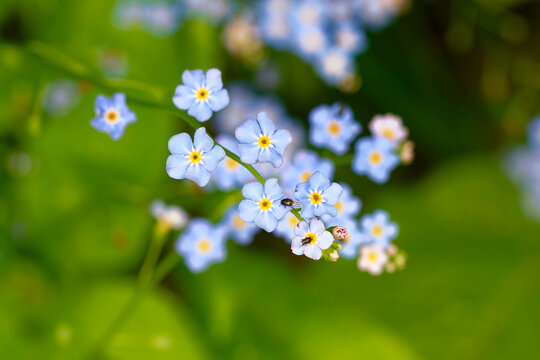 Wald-Vergissmeinnicht (Myosotis sylvatica)