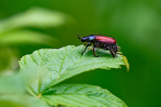 Gartenlaubk&auml;fer (Phyllopertha horticola)
