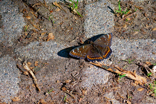 Gro&szlig;er Eisvogel (Limenitis populi) beim Sonnenbad