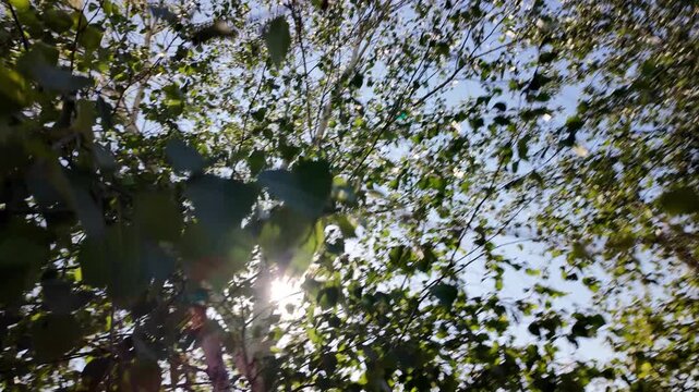A dynamic golden hour frame capturing a breeze-blown silver birch tree. The dense foliage and distinctive white bark are bathed in warm light. Shot in breathtaking 4K 24fps with Motion Blur.