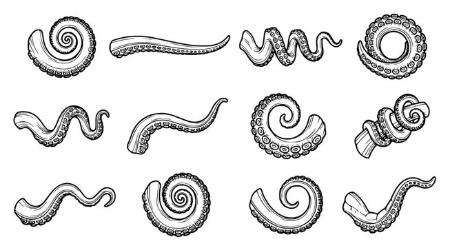 Detailed collection of octopus tentacles in various curled and twisted shapes isolated on white background for nautical themed graphic design projects or creative sea creature artwork