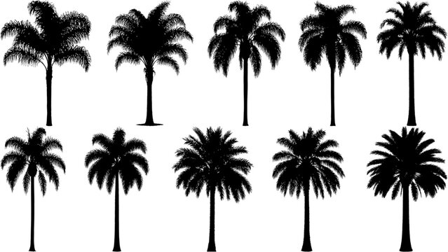 Black solid Queen palm silhouettes set with elegant trunks and lush tropical crowns. Ideal for plants and trees collections, landscaping visuals, botanical illustrations, and creative vector designs.
