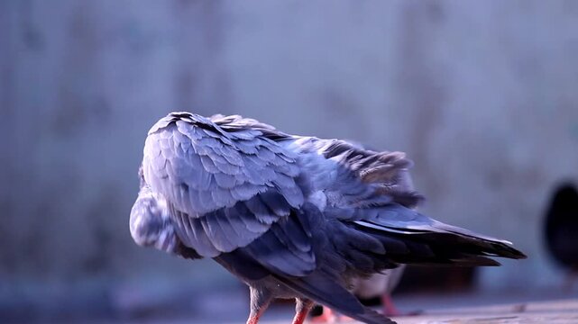 Close-up of a pigeon (Columba livia) preening its feathers outdoors in soft natural light