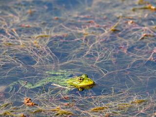 Fototapeta premium Green Marsh Frog Head Emerging from Pond Water Among Plants