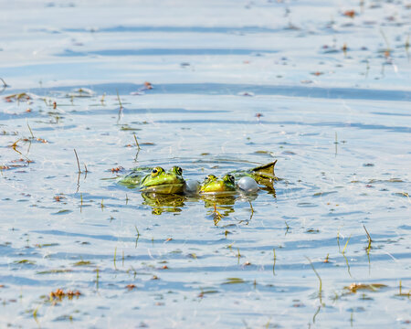 Two Marsh Frogs Calling on Pond Water During Breeding Season