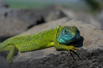 Fototapeta premium green lizard on a rock